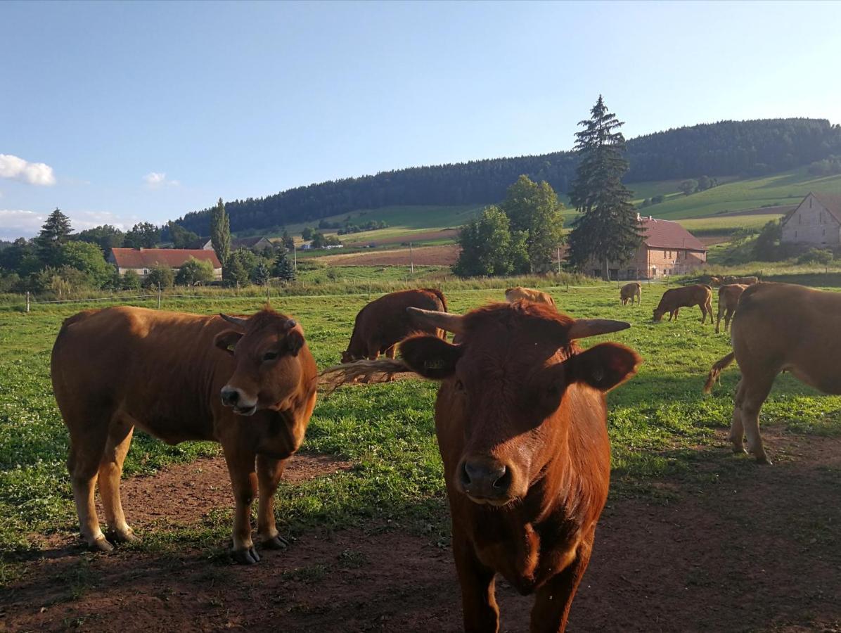 Agroturystyka "U Kasi" Scinawka Gorna Exterior foto